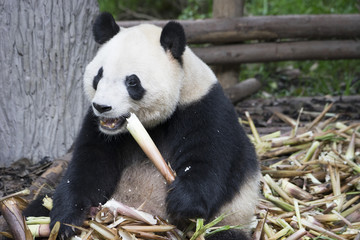 Obraz premium Giant panda bear in Chengdu, China