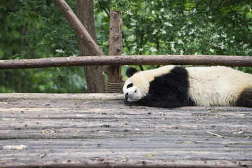 Giant panda bear in Chengdu, China