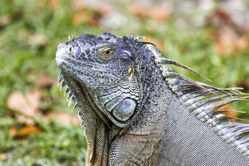 Iguana enjoying the Miami heat