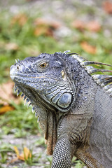 Iguana enjoying the Miami heat