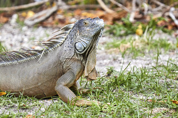 Iguana enjoying the Miami heat