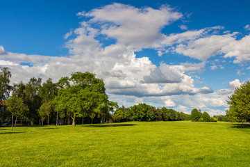 Park with green meadow and forest. Green meadow and blue sky. Summer scene.