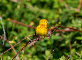Yellow Warbler Male. In summer, the buttery yellow males sing their sweet whistled song from willows, wet thickets, and roadsides across almost all of North America. 