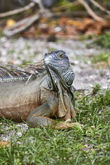 Iguana enjoying the Miami sunshine