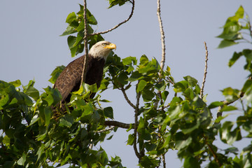 Bald Eagle Perched In Tree 