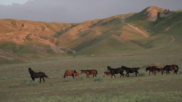 Herd of horses grazing in a mountain meadow illuminated by the evening sun
