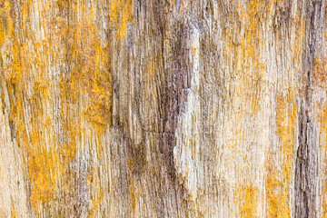 Petrified Wood Texture Background