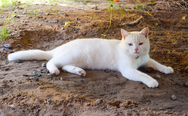 kao manee cat,Thai white cat with two color of eyes