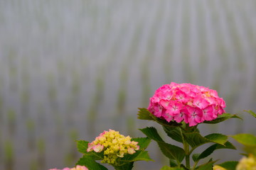 田んぼの畦道の咲き始めの紫陽花の花
畦道に咲くアジサイの花とバックに見える田植えた稲のラインが素晴らしかった。