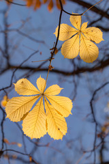 chestnut leaves against the sky