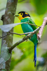 Fototapeta premium Portrait of Long-tailed broadbill (Psarisomus dalhousiae) in real nature at Khao Yai National Park,Thailand