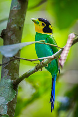 Fototapeta premium Portrait of Long-tailed broadbill (Psarisomus dalhousiae) in real nature at Khao Yai National Park,Thailand