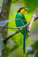 Portrait of Long-tailed broadbill (Psarisomus dalhousiae) in real nature at Khao Yai National Park,Thailand
