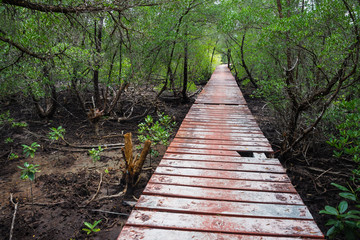 Obraz premium Old grunge wooden path in mangrove forest