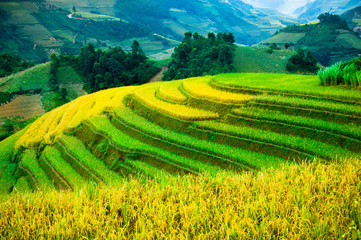 Rice fields on terraced of Mu Cang Chai, YenBai, Vietnam. Rice fields prepare the harvest at Northwest Vietnam