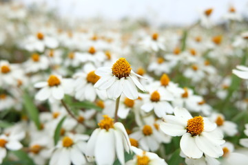 Closeup of beautiful white daisy flowers