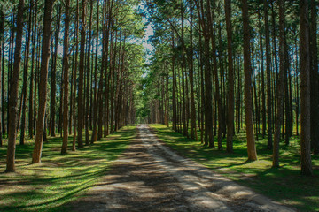 pine forest at chiangmai,thailand