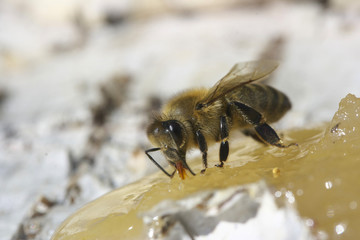 Bee eating honey.