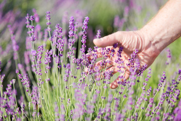 Green shots of lavender in the hands against field.