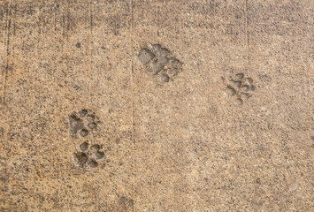 Dog paw print on asphalt