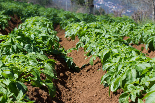 Field of potato haulm in Tenerife rural place, Canarian domestic products