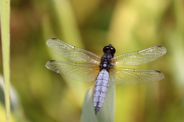 可愛いハラビロトンボ