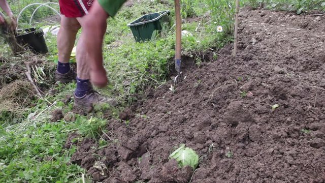 Farmer weeding in the field