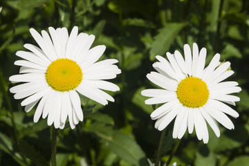 Oxeye daisy, Leucanthemum vulgare, two flowers macro with bokeh background, selective focus, shallow DOF