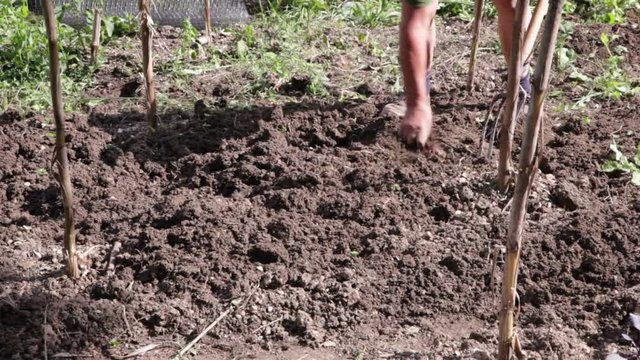Farmer weeding in the field