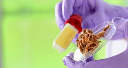 Lebensmittelkontrolle  im Labor Hygiene Hackfleisch