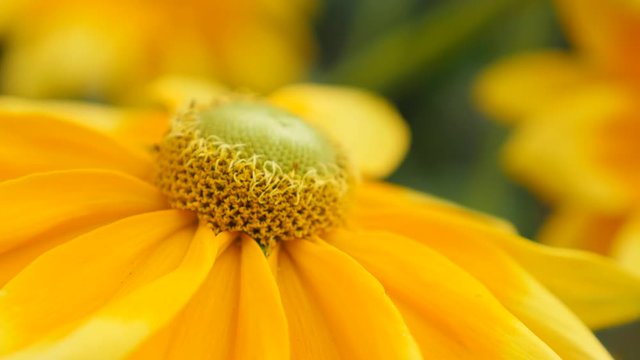 Garden of Rudbeckia hirta Irish Spring close-up petals and pistil 4K 3840X2160 30fps UltraHD footage - Beautiful Rudbeckia hirta Irish eyes plant shallow DOF 2160p UHD video