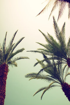 Palm trees against sky.summer, vacation and tropical beach conce