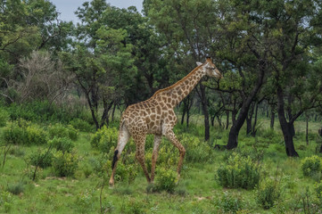 Giraffe grazing in the Welgevonden Game Reserve in South Africa