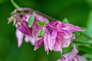 Purple flower in the shape of a bell