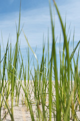 Grass on beach.