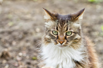 Portrait of longhaired domestic cats