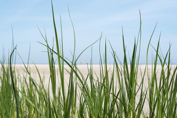 Grass on beach.