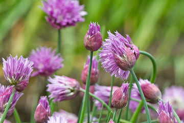 Obraz premium Flowering perennial plants of the Siberian onion