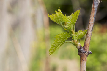 sprout of grapes