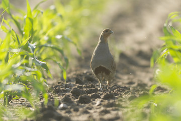 bird