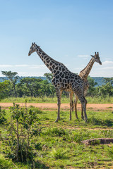 Giraffe teaching her offspring to fight in the Welgevonden Game Reserve in South Africa