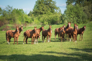 Naklejka premium Big herd of don breed horses with foals on the pasture in summer