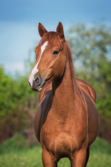 Portrait of beautiful don breed horse in summer