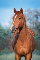 Portrait of beautiful red horse in summer