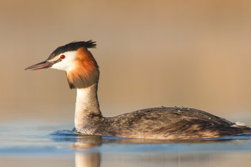bird