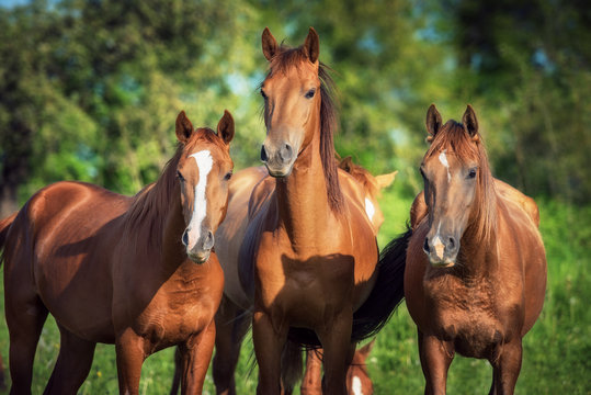 Portrait of three young don breed horses on the pasture in summer