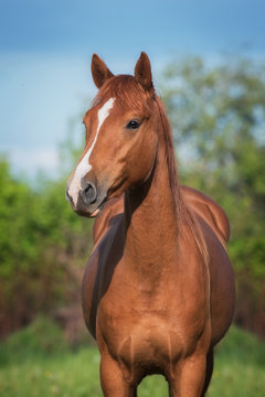 Fototapeta Portrait of beautiful don breed horse in summer