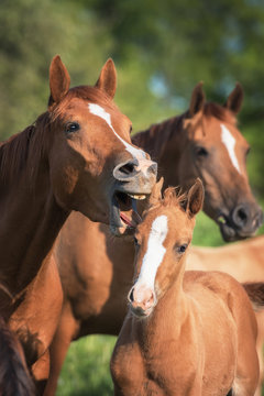 Funny picture of a yawning mare and its foal