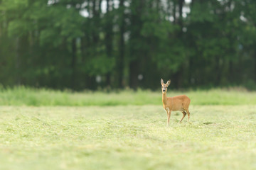 deer in captive