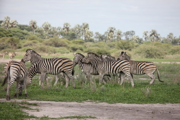 Obraz na płótnie Canvas Zebra Botswana Africa savannah wild animal picture